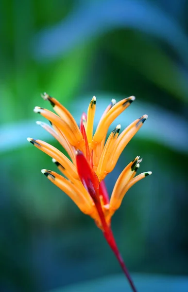 写真の明るいオレンジ色の花 — ストック写真