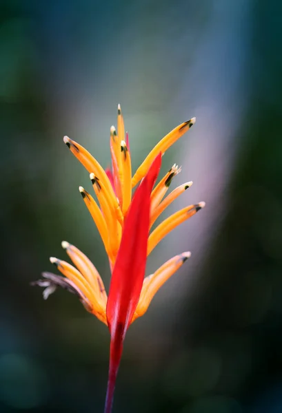 Fotografie jasně oranžový květ — Stock fotografie