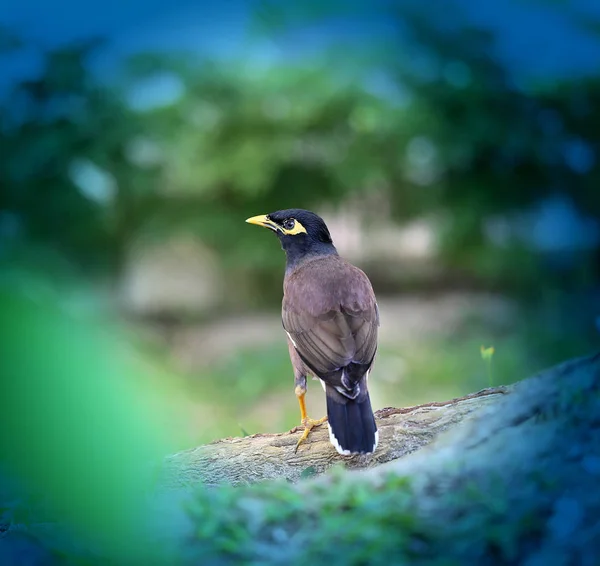 Siyah Güney starling fotoğrafı — Stok fotoğraf