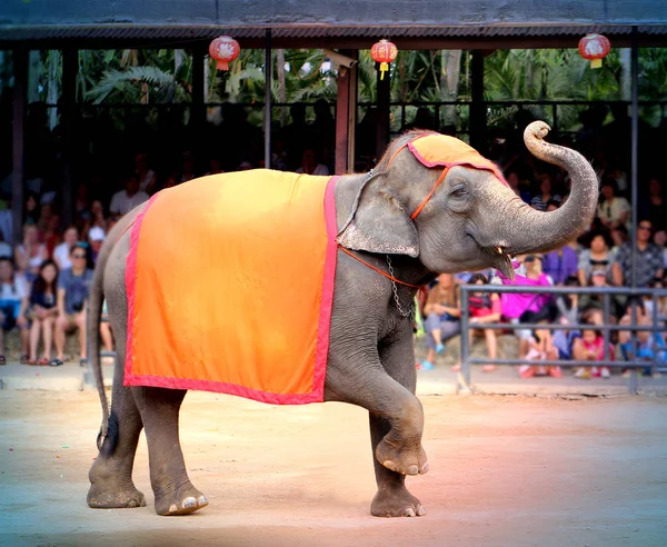 Foto elefante divertente luminoso — Foto Stock