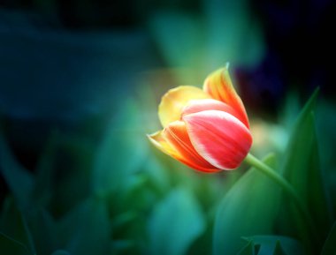 Güzel bir Lale fotoğrafı