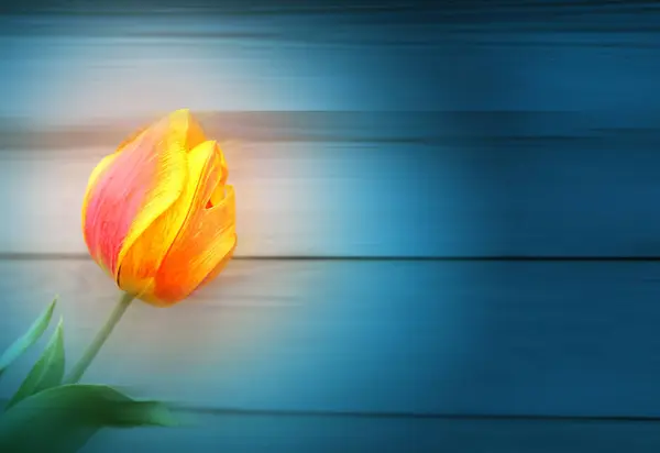 Photo of a beautiful tulip — Stock Photo, Image