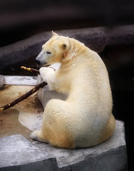 Foto eines weißen Bären — Stockfoto