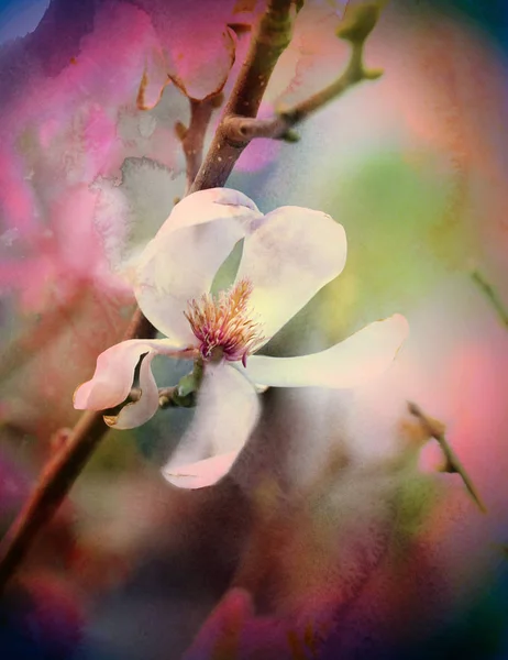 Foto de una magnolia floreciente maravillosa — Foto de Stock