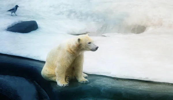 Photo of a white bear — Stock Photo, Image