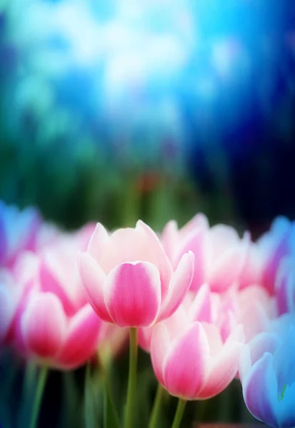 Bright photo of pink tulips — Stock Photo, Image