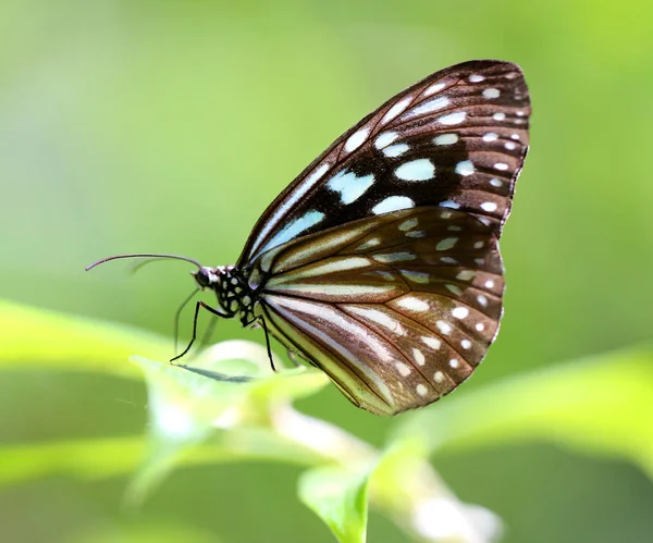 Foto de una hermosa mariposa tropical — Foto de Stock