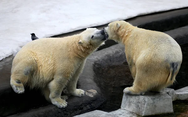 Foto av roligt spelar björnar — Stockfoto