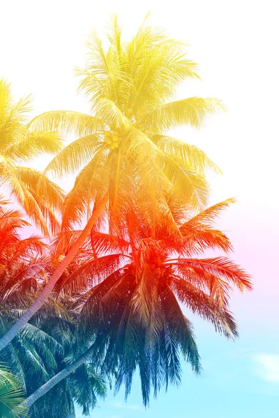 Retro zdjęcia pięknych drzew palmowych — Zdjęcie stockowe
