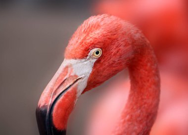 kırmızı bir flamingo güzel bir portresi Ho'ya