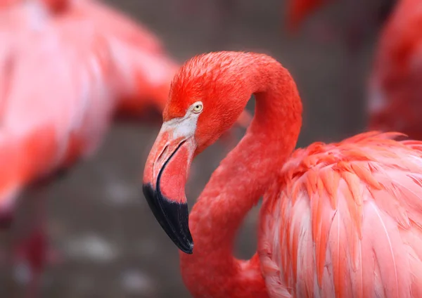 Hoto of a beautiful portrait of a red flamingo — Stock Photo, Image