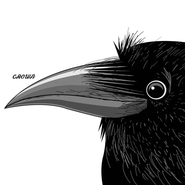 Vector portrait of a black raven — Stock Vector