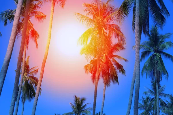 Ретро фото фон с пальмами — стоковое фото