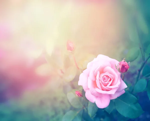 Photo summer rose — Stock Photo, Image