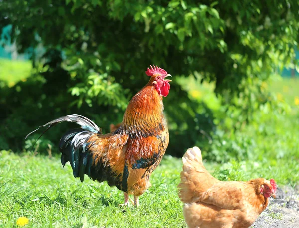 Foto de un hermoso gallo —  Fotos de Stock