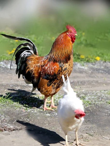 Foto av en vacker tupp — Stockfoto