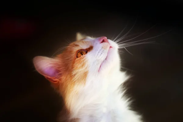 Φωτογραφία πορτρέτο του ένα αστείο γατάκι — Φωτογραφία Αρχείου