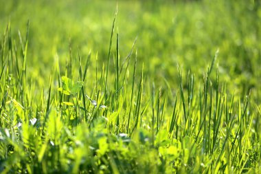 Parlak güzel fotoğraf yeşil