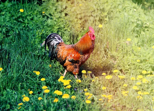 Foto eines schönen Hahns — Stockfoto