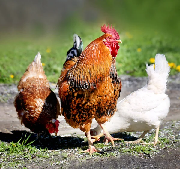 Photo of a beautiful rooster — Stock Photo, Image