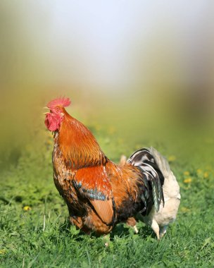 fotoğraf güzel bir horoz