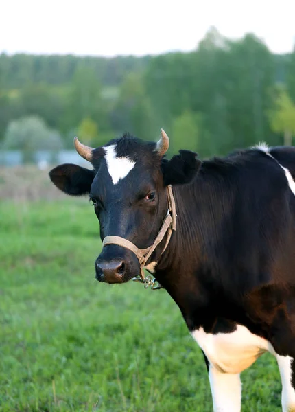 Foto retrato de uma vaca jovem — Fotografia de Stock