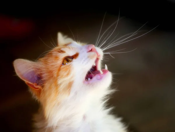 Foto-porträtt av en rolig kattunge — Stockfoto