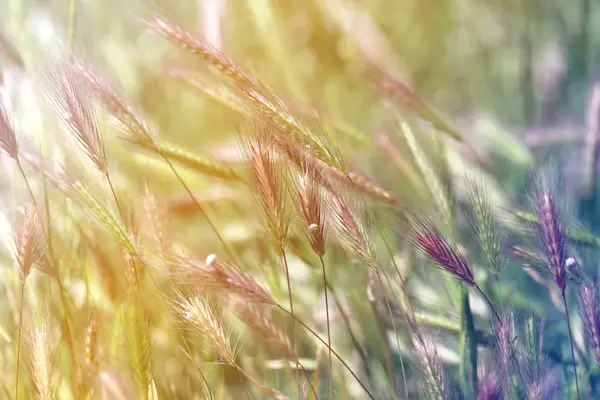 아름 다운 잔디 배경 사진 — 스톡 사진