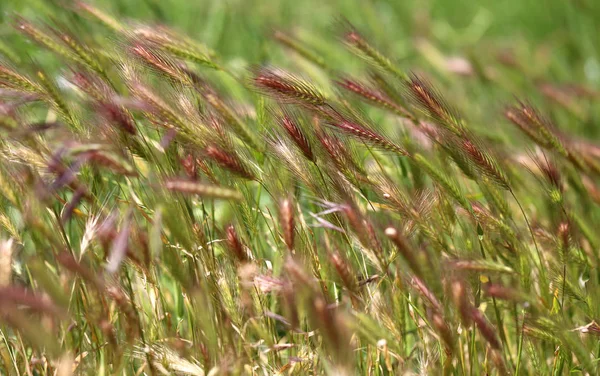 아름 다운 잔디 배경 사진 — 스톡 사진