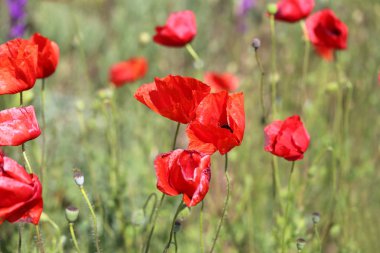 Güzel kırmızı haşhaş fotoğrafı