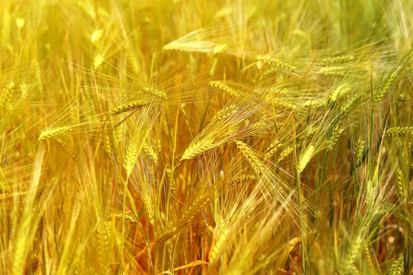 Photo of a macro field of rye — Stock Photo, Image