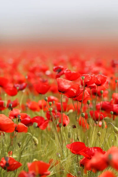 Photo of beautiful red poppies — Stock Photo, Image