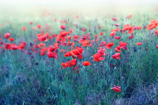 Foto von schönen roten Mohnblumen — Stockfoto