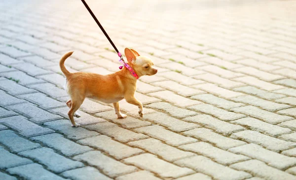 Foto engraçada um pequeno cão caminhando — Fotografia de Stock