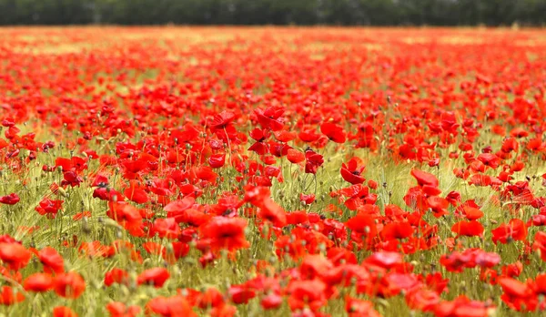 Photo of beautiful red poppies — Stock Photo, Image