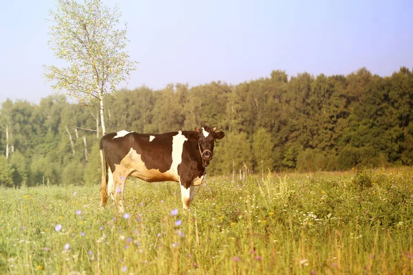 Zdjęcie pięknej krowy — Zdjęcie stockowe