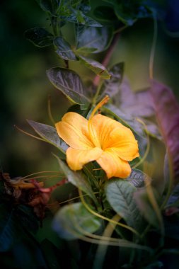 Fotoğraf ile egzotik bir tropikal çiçek yaprakları 