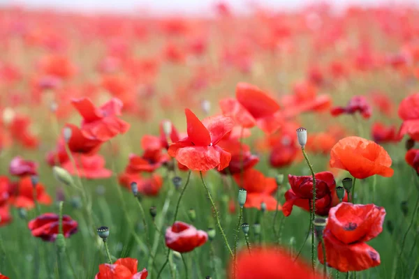 Photo of beautiful red poppies — Stock Photo, Image