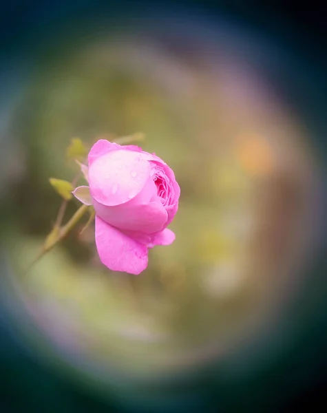 Lato zdjęcie róży — Zdjęcie stockowe