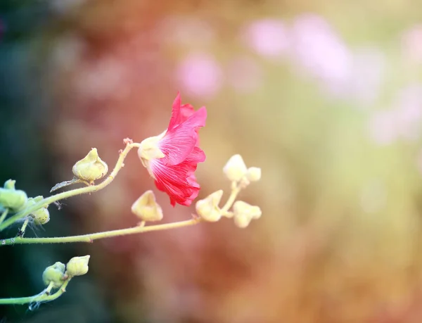 Foto de una hermosa flor de malva roja — Foto de Stock