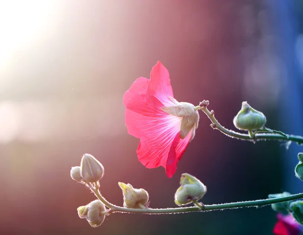 Foto einer schönen roten Malvenblüte — Stockfoto