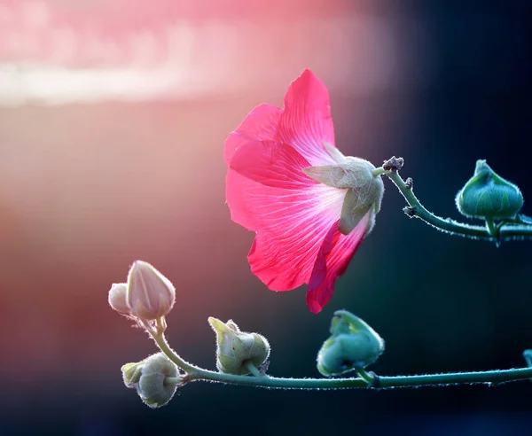 Fotografie z krásné červené sléz květ — Stock fotografie