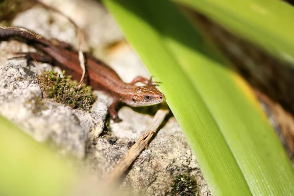 Photo of a funny little lizard — Stock Photo, Image