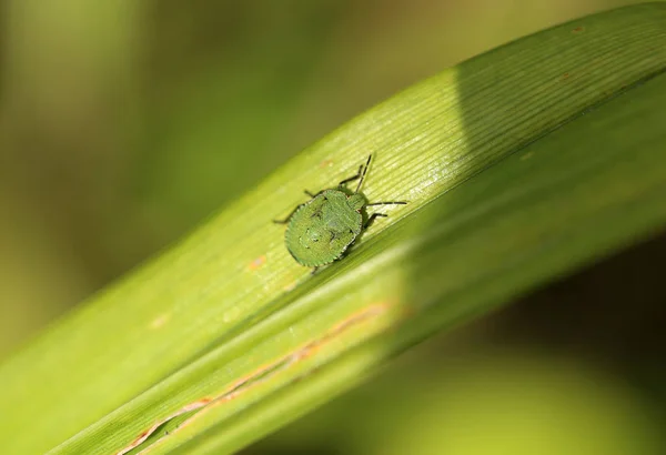 Nature photo a small bug — Stock Photo, Image