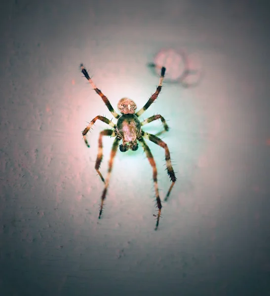 Foto einer Nahaufnahme einer großen gestreiften Spinne — Stockfoto