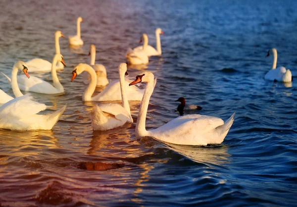 Foto de cisnes maravillosos —  Fotos de Stock