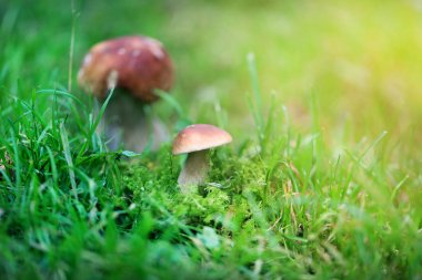 Olgun beyaz mantar fotoğraf 