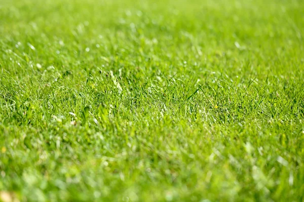 parlak yeşil çimen