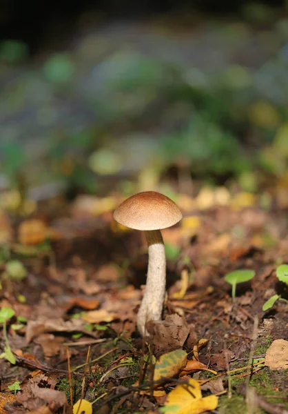 Photo de champignons mûrs dans l'herbe vert vif — Photo