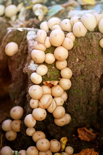 Foto macro van een ongewoon ronde van paddestoelen — Stockfoto